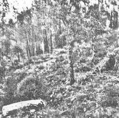 Cripta Oculta : Dolentia - Cripta Oculta